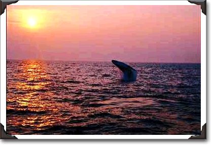 Humpback whale putting on a display at sunset, Cape Cod, Massachusetts Humpback whale putting on a display at sunset, Cape Cod, Massachusetts