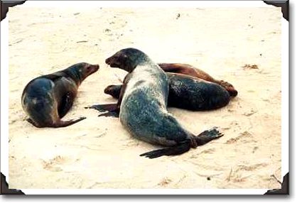 Galapagos sea lions, Barrington Island, Santa Fe, California Galapagos sea lions, Barrington Island, Santa Fe, California