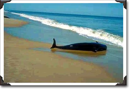 Beached whale, Florida Beached whale, Florida