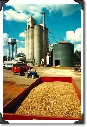 Peanut mill, Hartford, Alabama Peanut mill, Hartford, Alabama