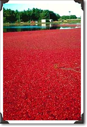 Cranberries floating in water awaiting harvesting, Massachusetts Cranberries floating in water awaiting harvesting, Massachusetts