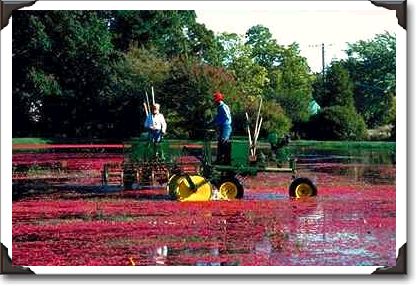 Two cranberry harvesting machines, Middleboro, Massachusetts Two cranberry harvesting machines, Middleboro, Massachusetts