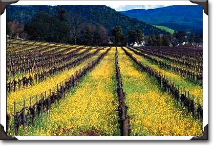 Vineyard in spring with mustard, Napa Valley, California Vineyard in spring with mustard, Napa Valley, California
