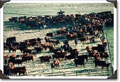 Cattle being corralled on the Pitchfork ranch in Meeteetsee, Wyoming Cattle being corralled on the Pitchfork ranch in Meeteetsee, Wyoming