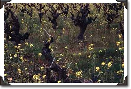 Mustard and vineyard, Sonoma County, California Mustard and vineyard, Sonoma County, California