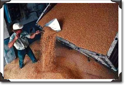 Cody unloads grain into an elevator in Waverly, Iowa Cody unloads grain into an elevator in Waverly, Iowa
