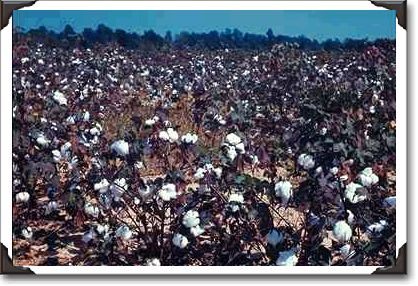 Cotton field, Alabama Cotton field, Alabama