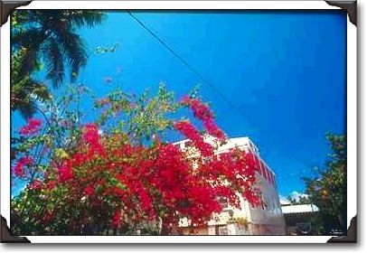 Bougainvillea, St. Croix Bougainvillea, St. Croix