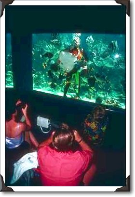 Fish feeding at Coral World, St. Thomas Fish feeding at Coral World, St. Thomas