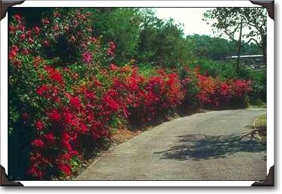 Bougainvillea along road in St. Thomas Bougainvillea along road in St. Thomas