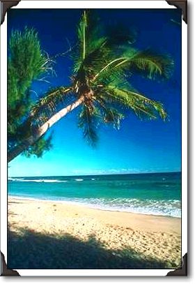 Palm trees at Cane Bay Beach, St. Croix Palm trees at Cane Bay Beach, St. Croix