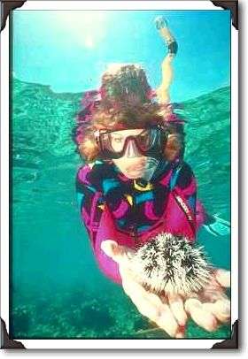 Snorkeler with Pincushion Urchin, St. Thomas Snorkeler with Pincushion Urchin, St. Thomas