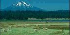 Field Of Hay Bales, Mountain In Summer