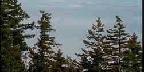 Clouds Between Trees And Mountain