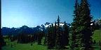 Alpine Ridge With Groups Of Trees