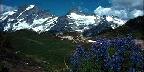 Purple Lupine Framing Icy Peaks