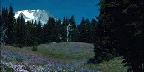 Wildflowers At Ski Run, Gondolas