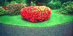 Portland, The Japanese Gardens, Azalea