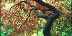 Portland, Japanese Lace-Leaf Maple