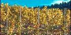 Yamhill County, Vineyards