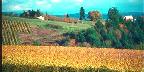 Yamhill County, Vineyards