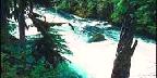 Williamette National Forest, McKenzie River