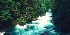 Willamette National Forest, Mckenzie River