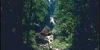 Columbia River Gorge, Wahkeena Falls