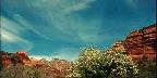 Tree, Boynton Canyon near Sedona, Arizona