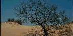 Monahan's Sandhills State Park, Texas