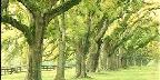 Boone Hall, Mount Pleasant, South Carolina