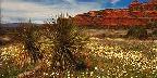 Wild flowers on Boynton Pass Road, near Sedona, Arizona