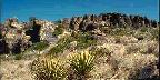 Yucca, Fort Davis, Texas