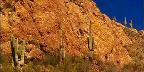 Saguaro Cactus, Tonto National Forest, Apache Trail, Arizona