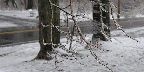 Ice Storm Beauty
