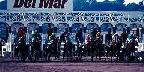 Horses at the starting gate, Del Mar Racetrack