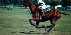 Polo Player, Rancho Santa Fe