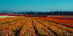 Ranunculus fields, Carlsbad