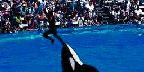 Oca catapulting trainer, Sea World