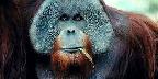Orangutan, San Diego Zoo