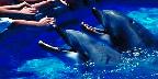 Dolphin feeding, Sea World