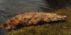 Crocodile emerging from water, Fort Lauderdale