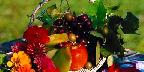 Florida fruits, Persimmon
