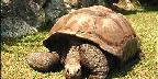 Turtle, Busch Gardens