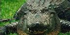 American alligator at Busch Gardens
