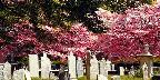 18th century colonial graveyard