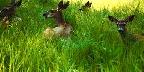 Lazy deer grazing, Yosemite National Park, California