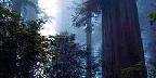 Coastal redwoods, Lady Bird Johnson Grove, California