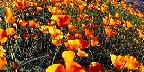 Poppies, Organ Pipe Cactus National Monument, Arizona
