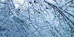 Snow on trees, Salt Lake City, Utah
